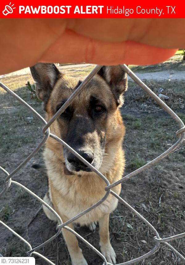 Lost Male Dog last seen Moorefield mile 6 1/2 rd mission tx, Hidalgo County, TX 78573