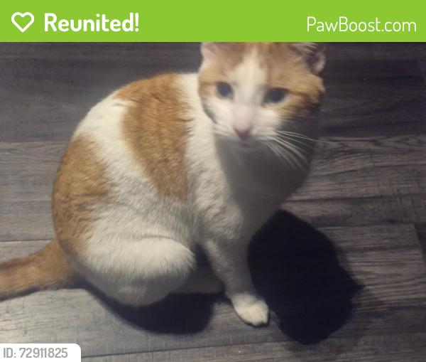 Reunited Male Cat last seen Near street and whitehorn road ne, Calgary, AB T1Y 2A6