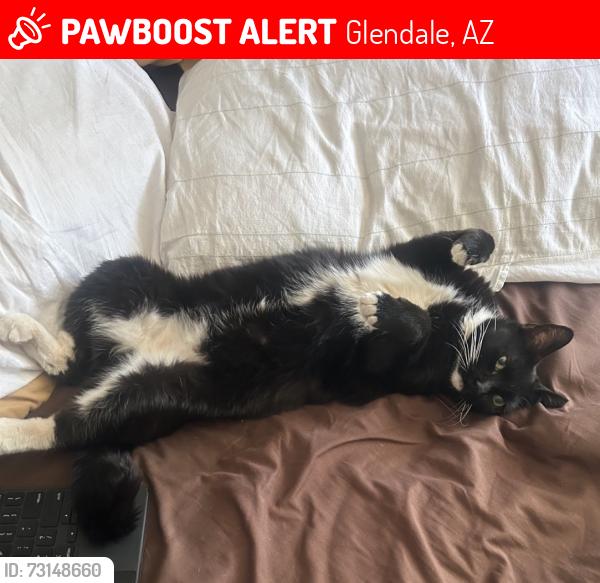 Lost Female Cat last seen 51st and freeway Ln, Glendale, AZ 85302
