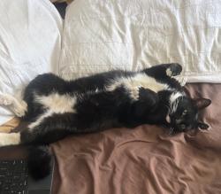 Lost Female Cat last seen 51st and freeway Ln, Glendale, AZ 85302
