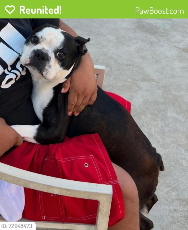 Reunited Male Dog last seen Vineland and Valerio ave, Los Angeles, CA 91352