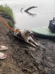 Found/Stray Female Dog last seen Peters Lake Park, Peters Township, PA 15317