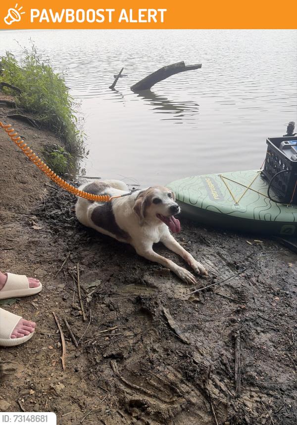 Found/Stray Female Dog last seen Peters Lake Park, Peters Township, PA 15317