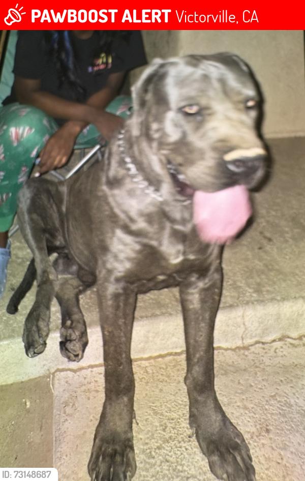 Lost Male Dog last seen Hesperia rd, Victorville, CA 92395