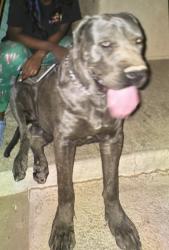 Lost Male Dog last seen Hesperia rd, Victorville, CA 92395