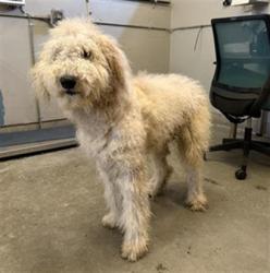 Shelter Stray Male Dog last seen , 600 Aviation Dr, Camarillo, CA 93010, USA
