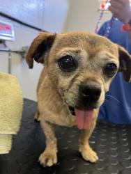 Shelter Stray Male Dog last seen , 600 Aviation Dr, Camarillo, CA 93010, USA