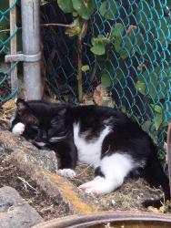 Found/Stray Unknown Cat last seen Apple Street, Philadelphia, PA 19127