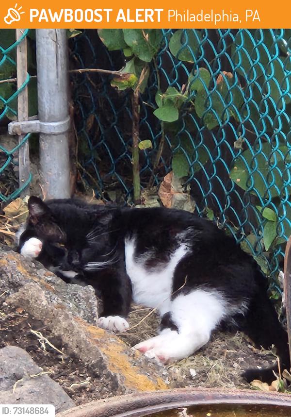 Found/Stray Unknown Cat last seen Apple Street, Philadelphia, PA 19127