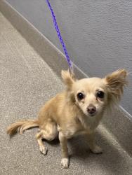 Shelter Stray Female Dog last seen N TORREY PINES DR & W WASHINGTON AVE, 655 N Mojave Rd, Las Vegas, NV 89101, USA