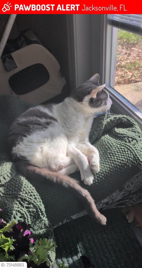 Lost Male Cat last seen Myra St and King St, Jacksonville, FL 32204