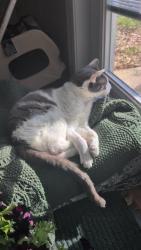 Lost Male Cat last seen Myra St and King St, Jacksonville, FL 32204