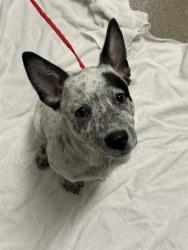 Shelter Stray Male Dog last seen N EASTERN AVE & SEARLES AVE, 655 N Mojave Rd, Las Vegas, NV 89101, USA