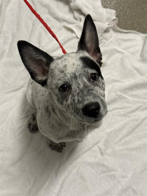 Shelter Stray Male Dog last seen N EASTERN AVE & SEARLES AVE, 655 N Mojave Rd, Las Vegas, NV 89101, USA