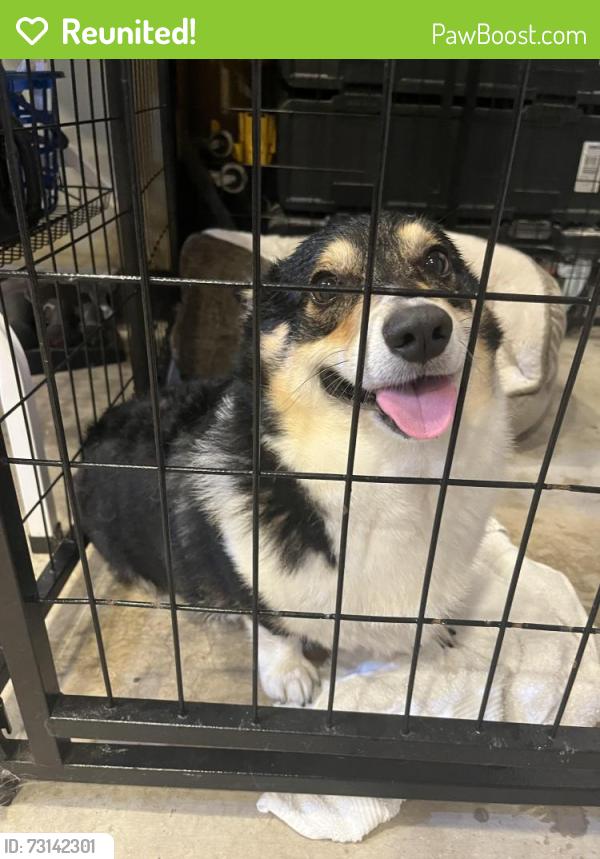 Reunited Unknown Dog last seen Salt fork and bunny trail Killeen tx, Killeen, TX 76549