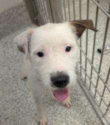 Shelter Stray Female Dog last seen , 4000 N Silverbell Rd, Tucson, AZ 85745, USA