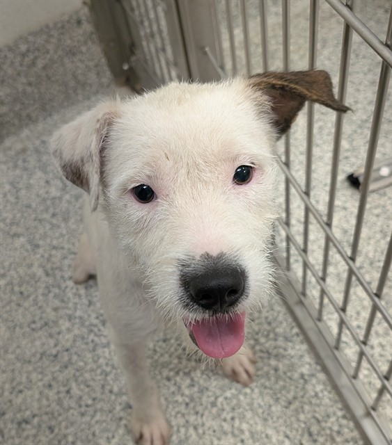 Shelter Stray Female Dog last seen , 4000 N Silverbell Rd, Tucson, AZ 85745, USA