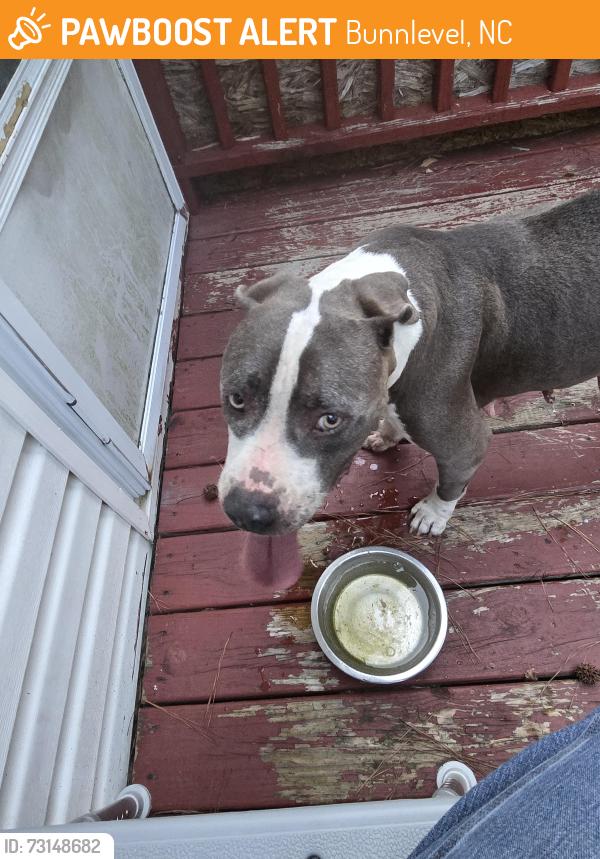Found/Stray Female Dog last seen Poplar Mills neighborhood, Bunnlevel, NC 28323