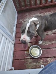 Found/Stray Female Dog last seen Poplar Mills neighborhood, Bunnlevel, NC 28323