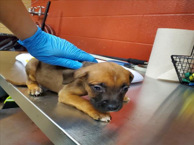 Shelter Stray Female Dog last seen Near BLOCK S LAURA AVE, WICHITA KS 67211, 3303 N Hillside St, Wichita, KS 67219, USA