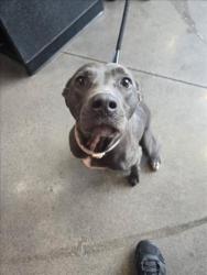 Shelter Stray Female Dog last seen Near BLOCK S SENECA ST, WICHITA KS 67213, 3303 N Hillside St, Wichita, KS 67219, USA