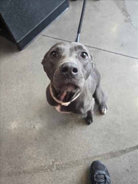 Shelter Stray Female Dog last seen Near BLOCK S SENECA ST, WICHITA KS 67213, 3303 N Hillside St, Wichita, KS 67219, USA