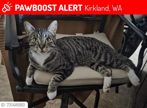 Lost Male Cat last seen NE 113th Pl & 101st St Kirkland 98033, Kirkland, WA 98033