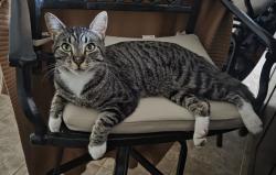 Lost Male Cat last seen NE 113th Pl & 101st St Kirkland 98033, Kirkland, WA 98033