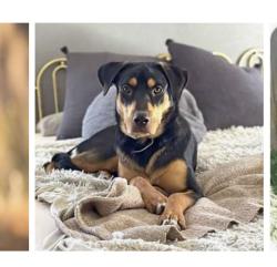 Found/Stray Unknown Dog last seen Cadillac rd, Laramie County, WY 82009