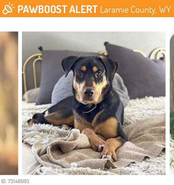 Found/Stray Unknown Dog last seen Cadillac rd, Laramie County, WY 82009