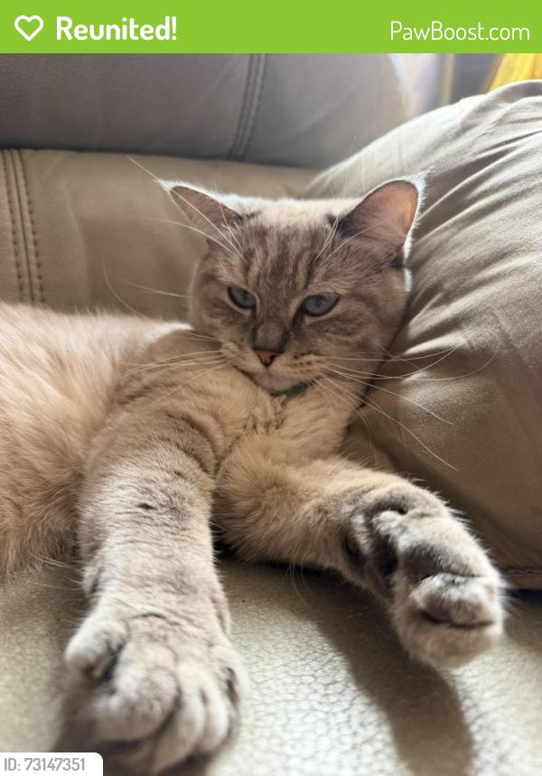 Reunited Female Cat last seen Liggett Street Elementary, Los Angeles, CA 91402