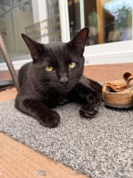 Found/Stray Male Cat last seen Near Hilltop Rd, Monroe, NY 10950
