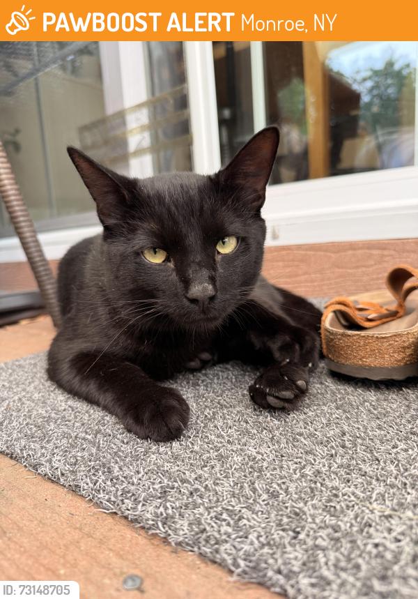 Found/Stray Male Cat last seen Near Hilltop Rd, Monroe, NY 10950