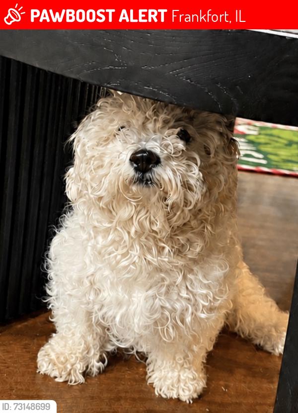 Lost Female Dog last seen Firenze dr, Frankfort, IL 60423