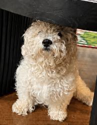 Lost Female Dog last seen Firenze dr, Frankfort, IL 60423