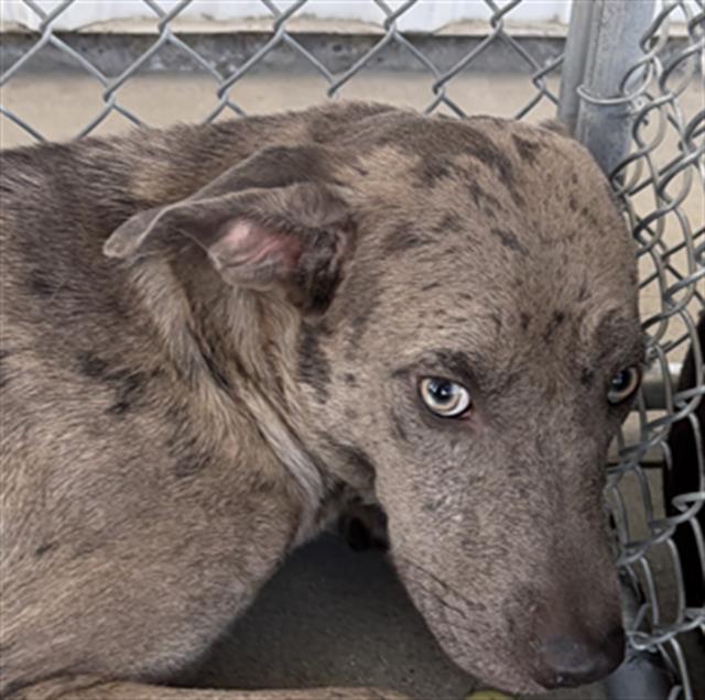 Shelter Stray Female Dog last seen Near BLOCK E CASA LOMA DR, BAKERSFIELD CA 93307, 3951 Fruitvale Ave, Bakersfield, CA 93308, USA