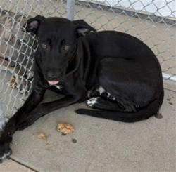 Shelter Stray Female Dog last seen Near BLOCK E CASA LOMA DR, BAKERSFIELD CA 93307, 3951 Fruitvale Ave, Bakersfield, CA 93308, USA