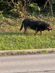Found/Stray Unknown Dog last seen Race rd, Cincinnati, OH 45225