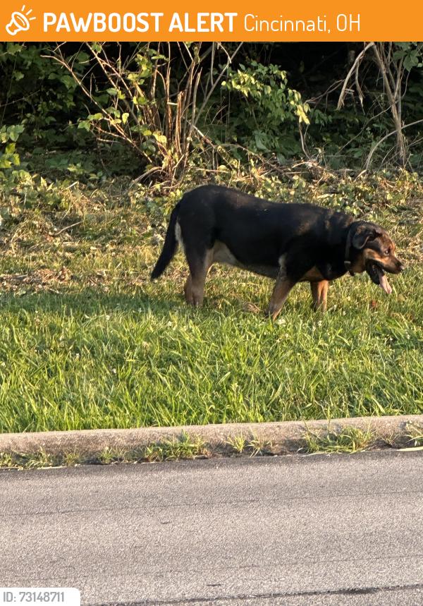 Found/Stray Unknown Dog last seen Race rd, Cincinnati, OH 45225