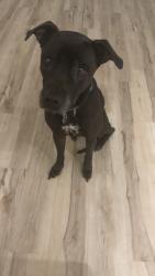 Reunited Male Dog last seen Near sw 45th ter west park fl 33023, West Park, FL 33023