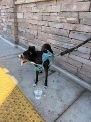 Found/Stray Male Dog last seen Brookhurst & garfield, Fountain Valley, CA 92708