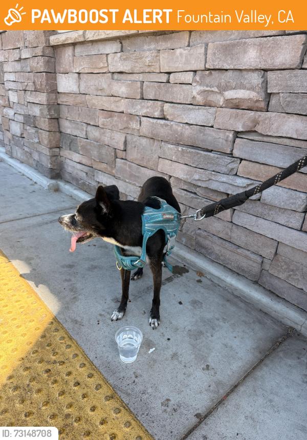 Found/Stray Male Dog last seen Brookhurst & garfield, Fountain Valley, CA 92708