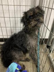 Shelter Stray Female Dog last seen Near BLOCK E DAKOTA AVE, FRESNO CA 93726 5200, 5277 E Airways Blvd, Fresno, CA 93727, USA