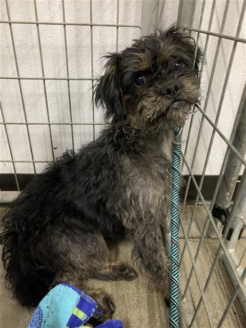 Shelter Stray Female Dog last seen Near BLOCK E DAKOTA AVE, FRESNO CA 93726 5200, 5277 E Airways Blvd, Fresno, CA 93727, USA