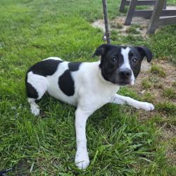 Shelter Stray Female Dog last seen Near BLOCK BLCK CALIFORNIA AVE, LONG BEACH, CA 90805, 7700 E Spring St, Long Beach, CA 90815, USA