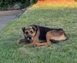 Found/Stray Male Dog last seen Southbreeze and Gerber, Sacramento, CA 95828