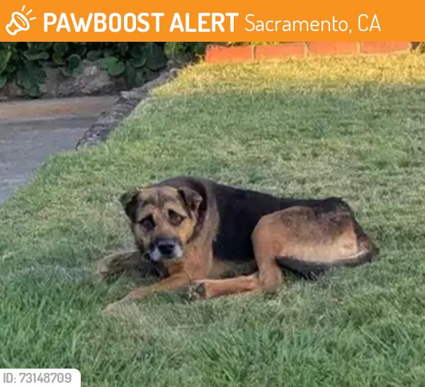 Found/Stray Male Dog last seen Southbreeze and Gerber, Sacramento, CA 95828