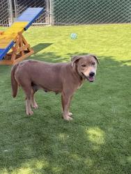 Shelter Stray Female Dog last seen Near BLOCK BASELINE ST, 333 Chandler Pl, San Bernardino, CA 92408, USA