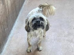 Shelter Stray Male Dog last seen , 14409 Vanowen St, Van Nuys, CA 91405, USA
