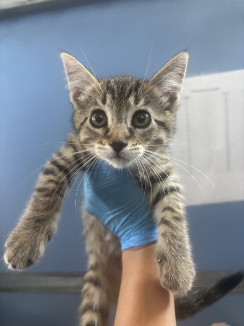 Shelter Stray Female Cat last seen SEPULVEDA AVE X E 44TH ST, 333 Chandler Pl, San Bernardino, CA 92408, USA